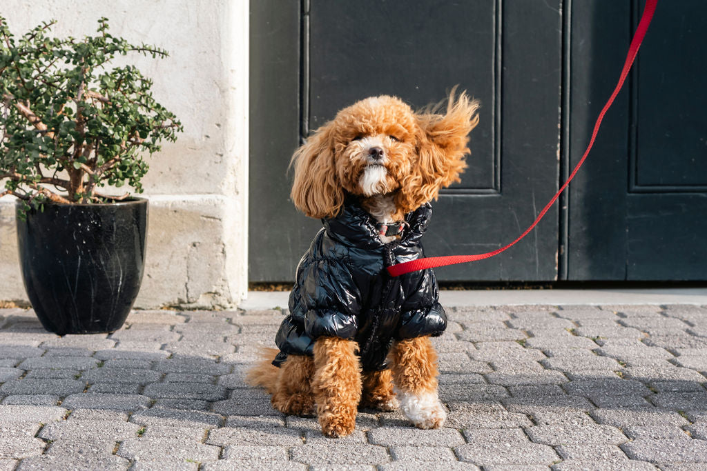 Tasmanian Tuxedo puffa jacket