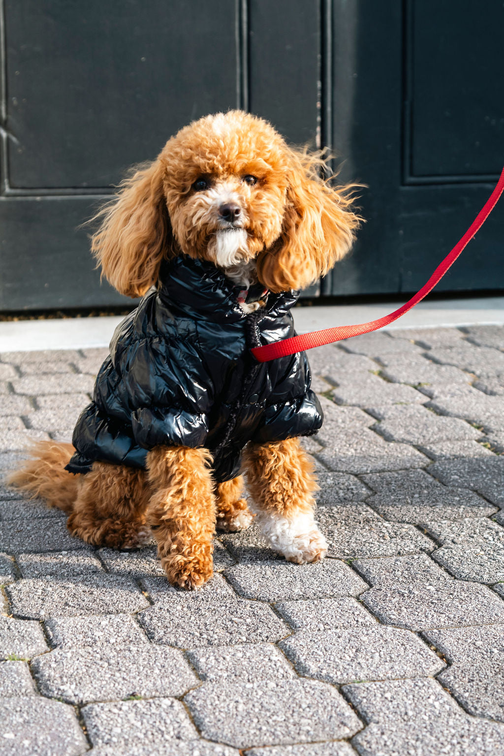 Tasmanian Tuxedo puffa jacket