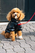 Tasmanian Tuxedo puffa jacket