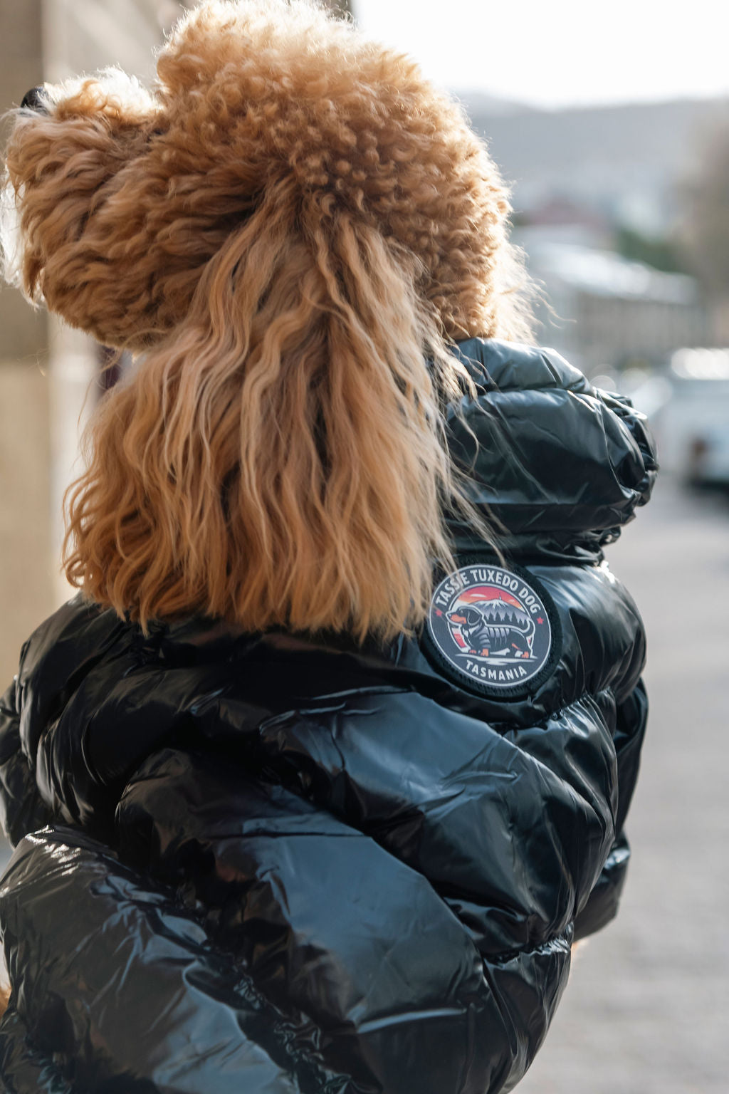 Tasmanian Tuxedo puffa jacket